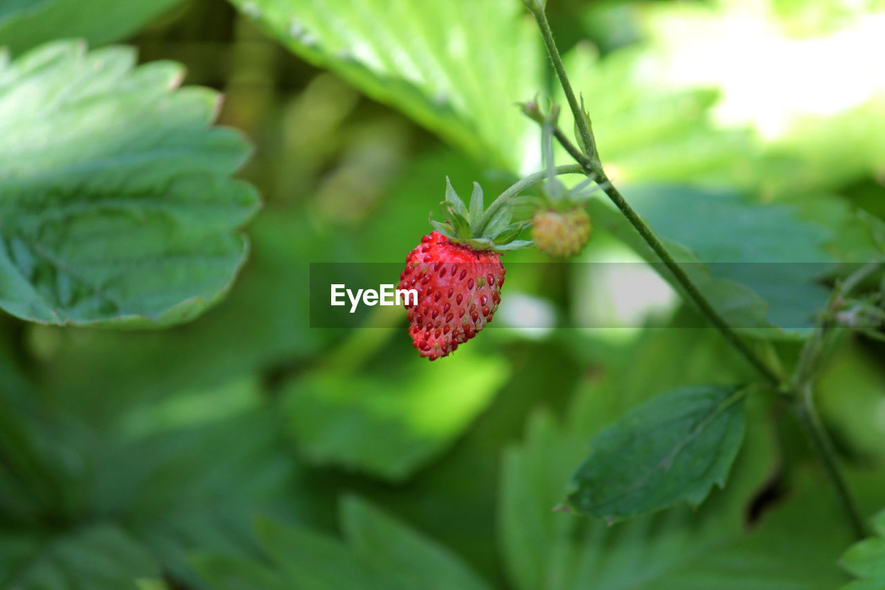 Strawberry growing on plant