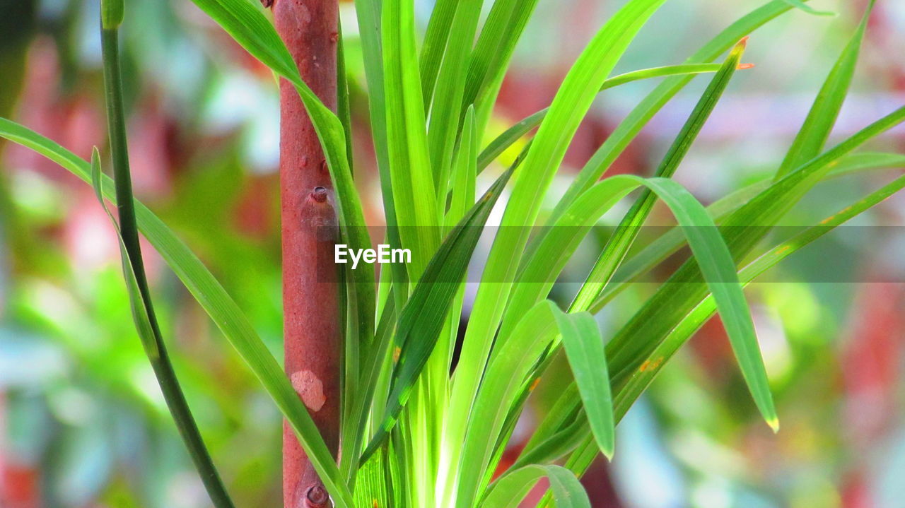 CLOSE-UP OF PINK LEAVES