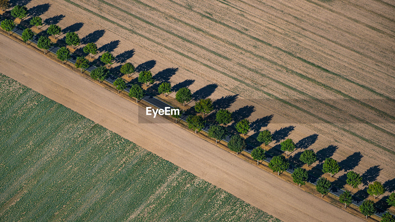 High angle view of corn field