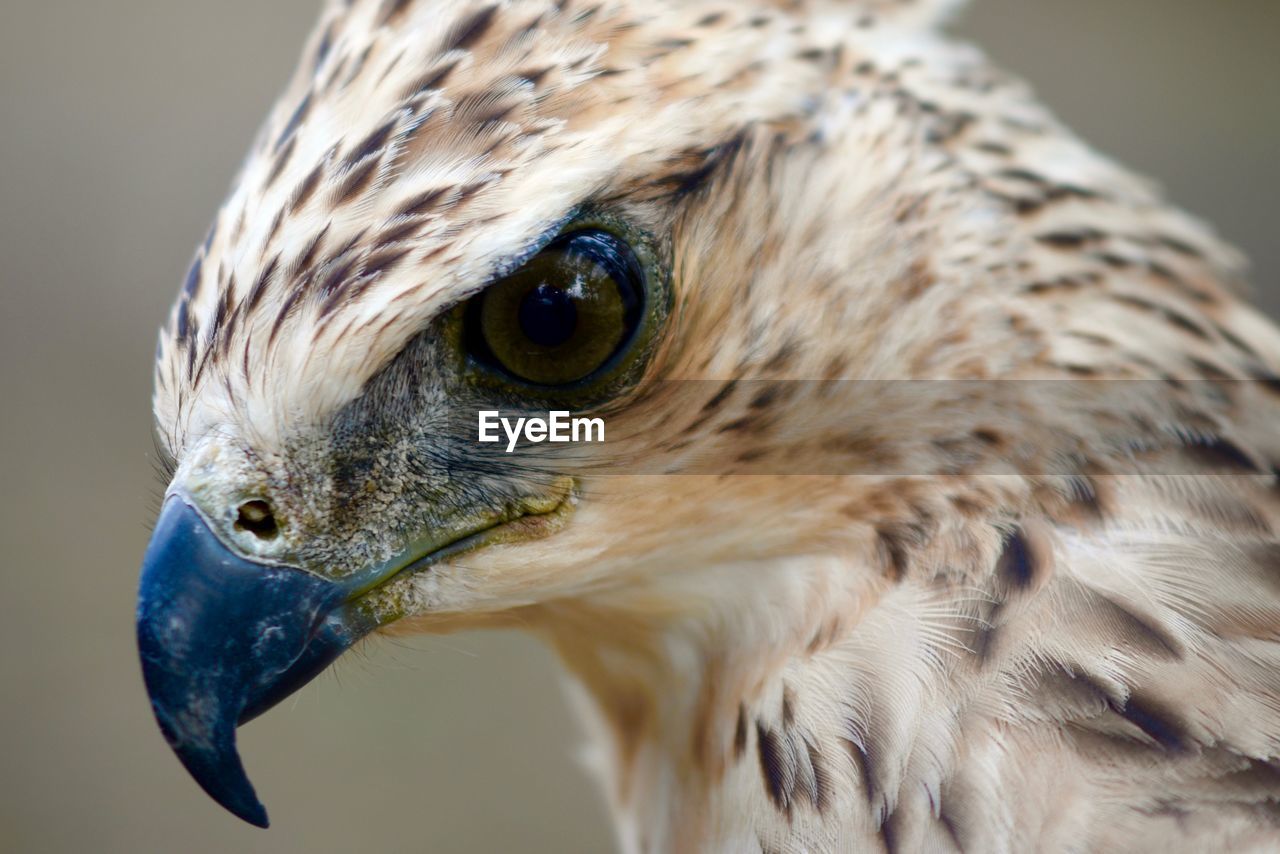 Close-up of bird outdoors