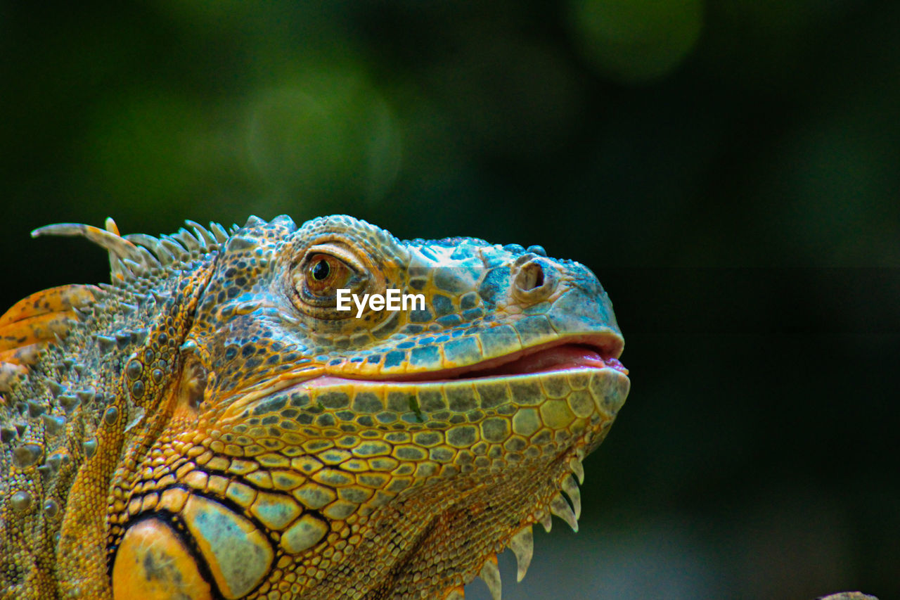 Green iguana or known by the name furcifer pardalis