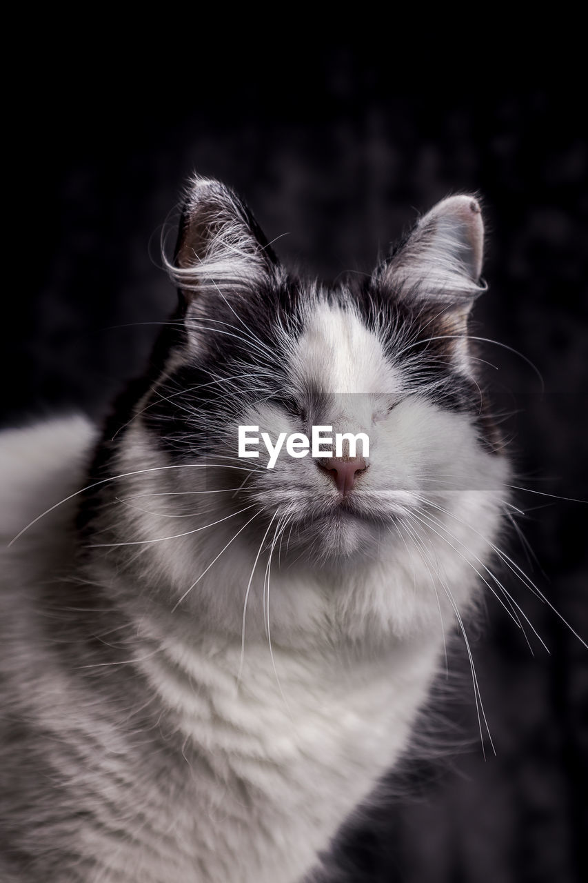 Close-up of cat in darkroom