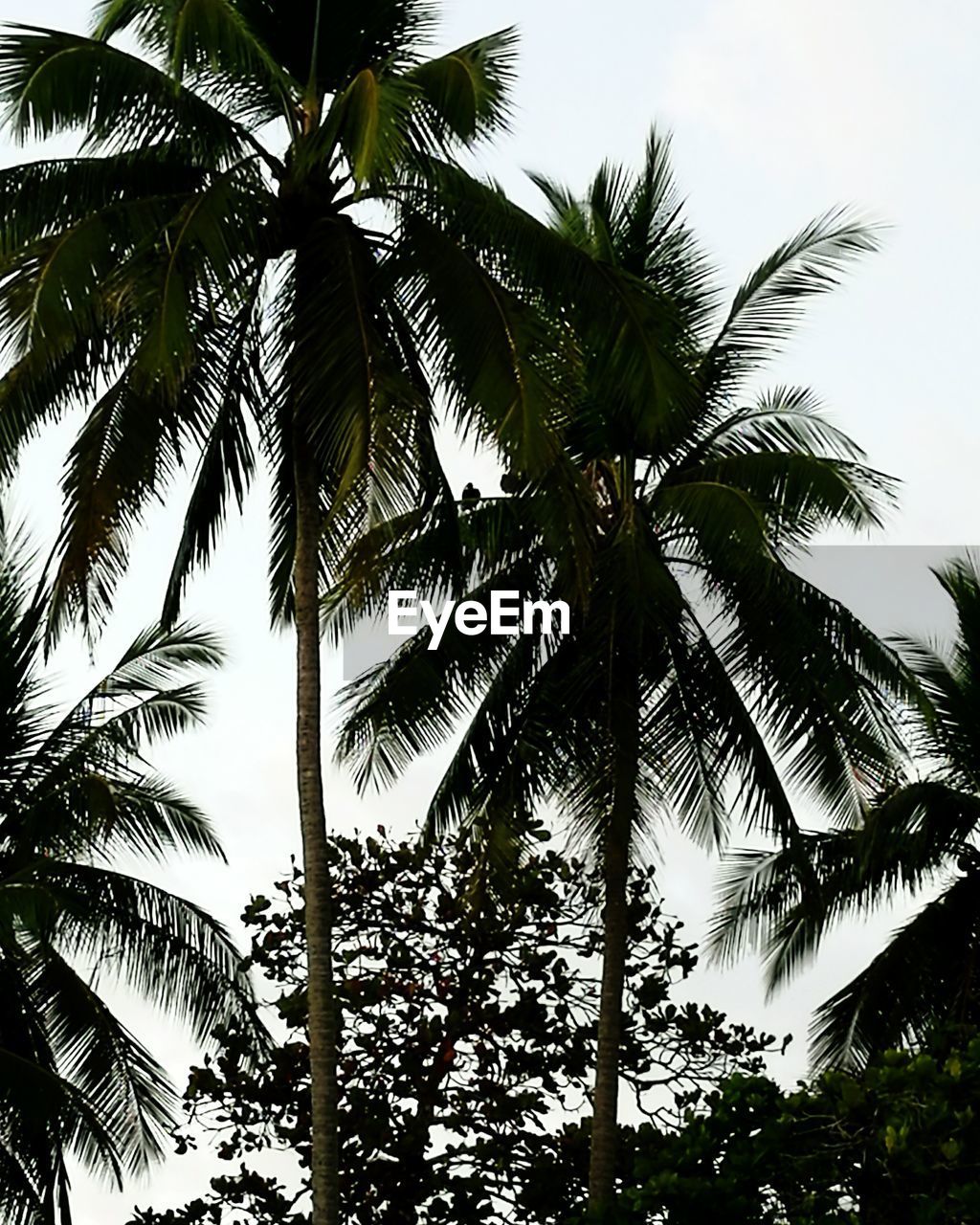 LOW ANGLE VIEW OF PALM TREES AGAINST THE SKY