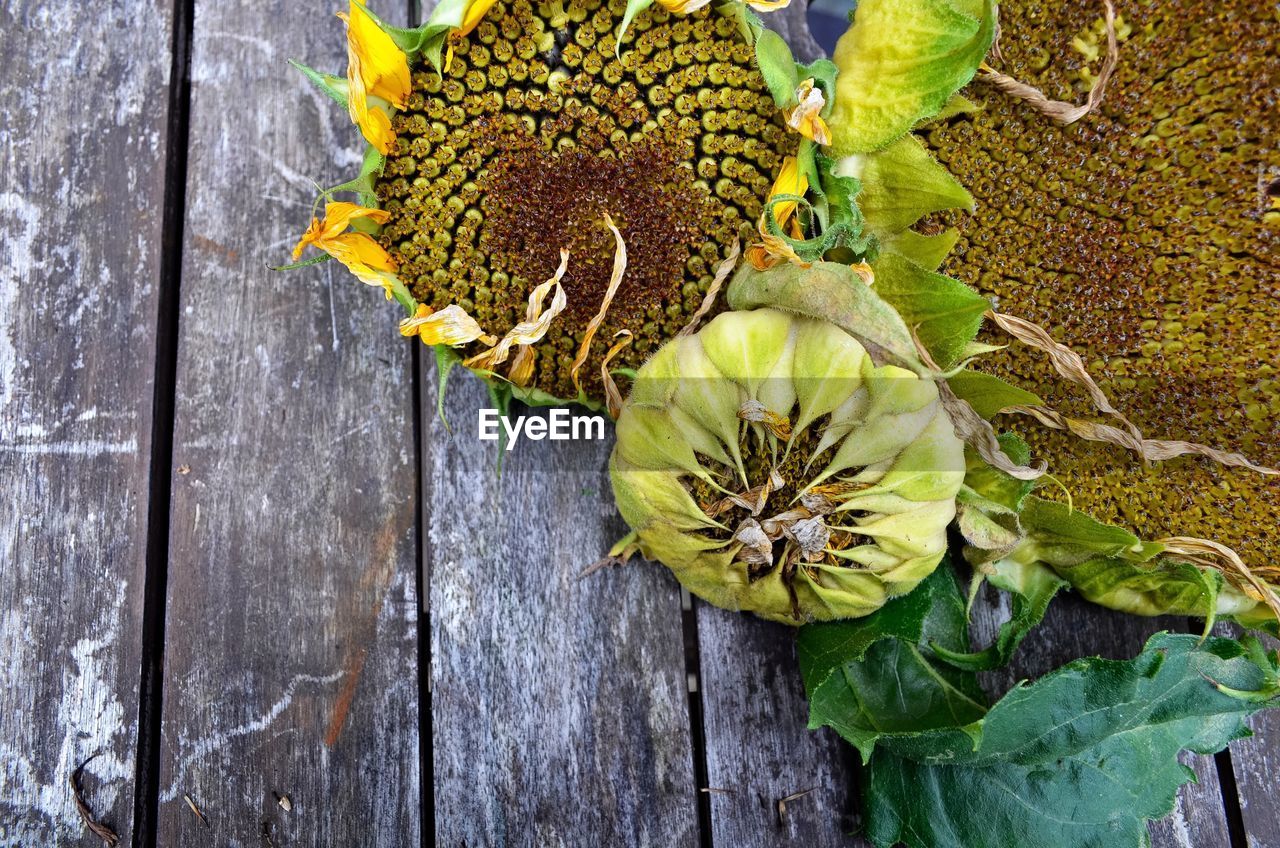 Close-up of flowers on wooden plank