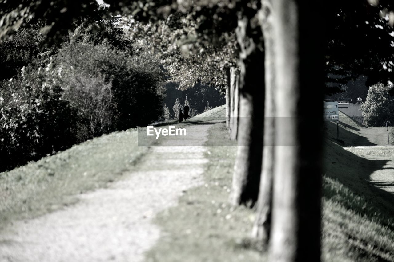 CLOSE-UP OF FOOTPATH AMIDST TREES