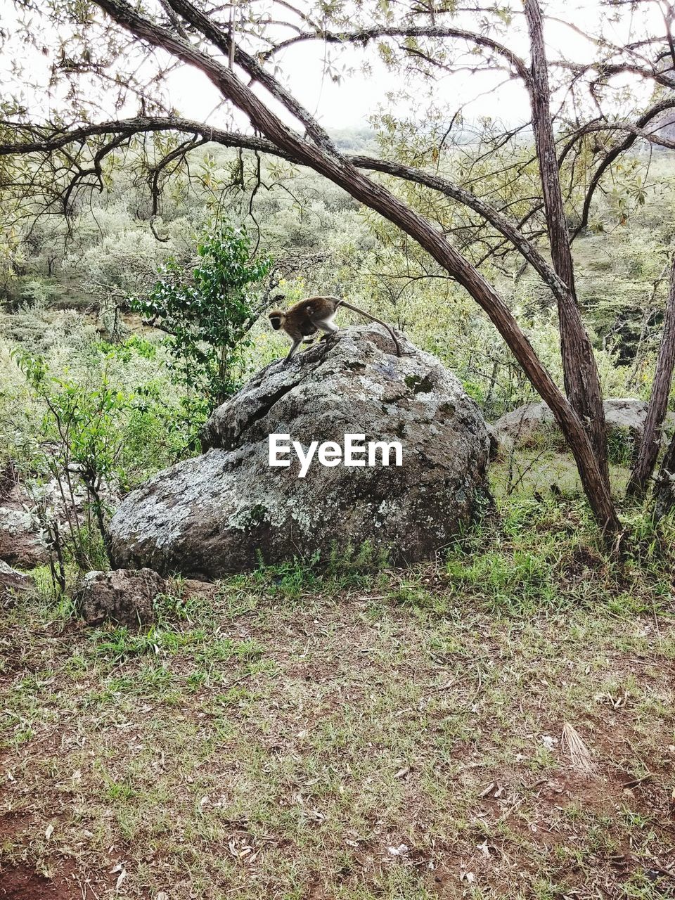 Monkey on top of rock in forest