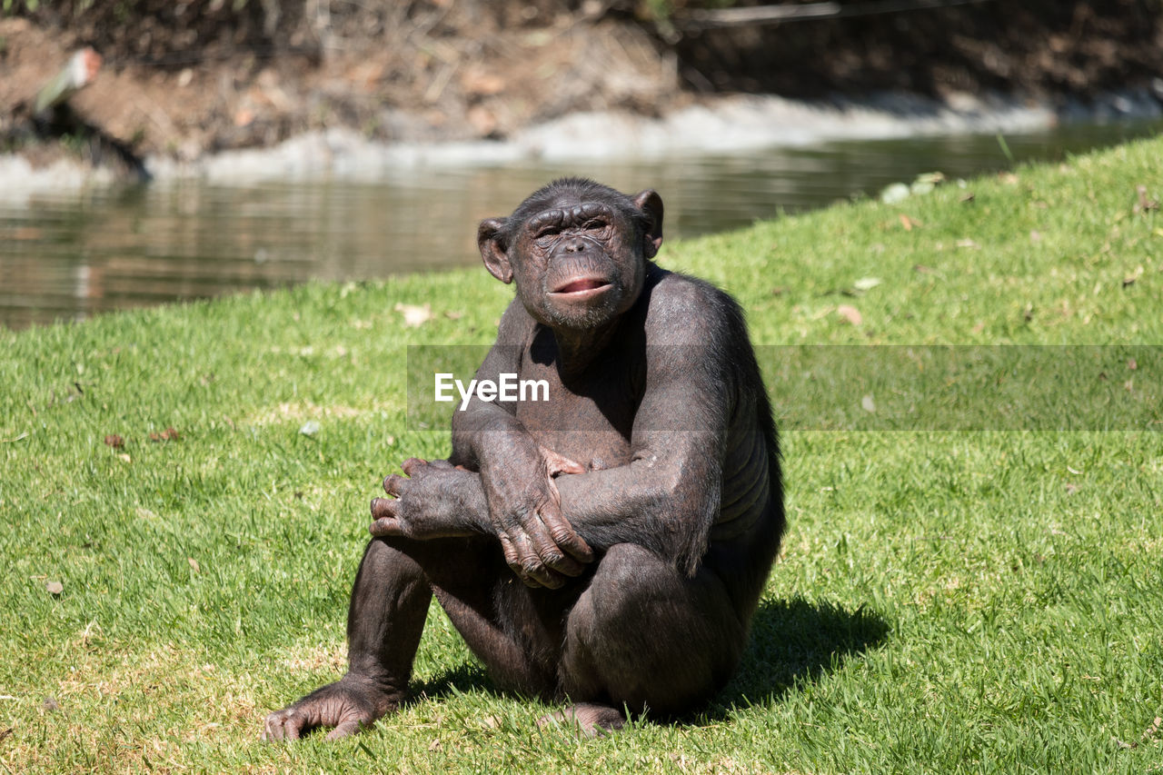 Chimpanzee relaxing on grassy field