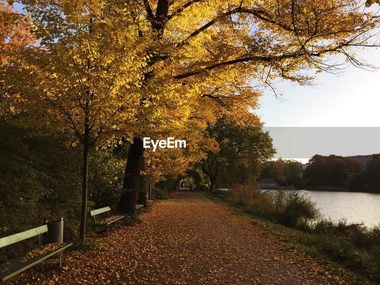 Fallen leaves on walkway by trees and lake