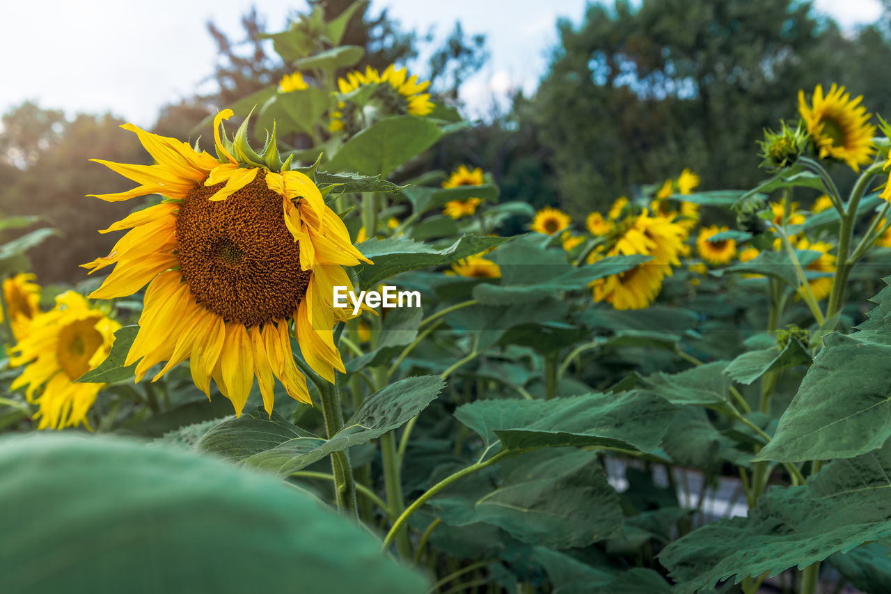 sunflower, plant, flower, flowering plant, yellow, freshness, beauty in nature, growth, nature, flower head, field, plant part, leaf, landscape, inflorescence, sky, rural scene, petal, land, agriculture, fragility, no people, close-up, sunflower seed, green, environment, outdoors, summer, springtime, day, botany, farm, crop, food, food and drink, blossom, wildflower, asterales, cloud, selective focus