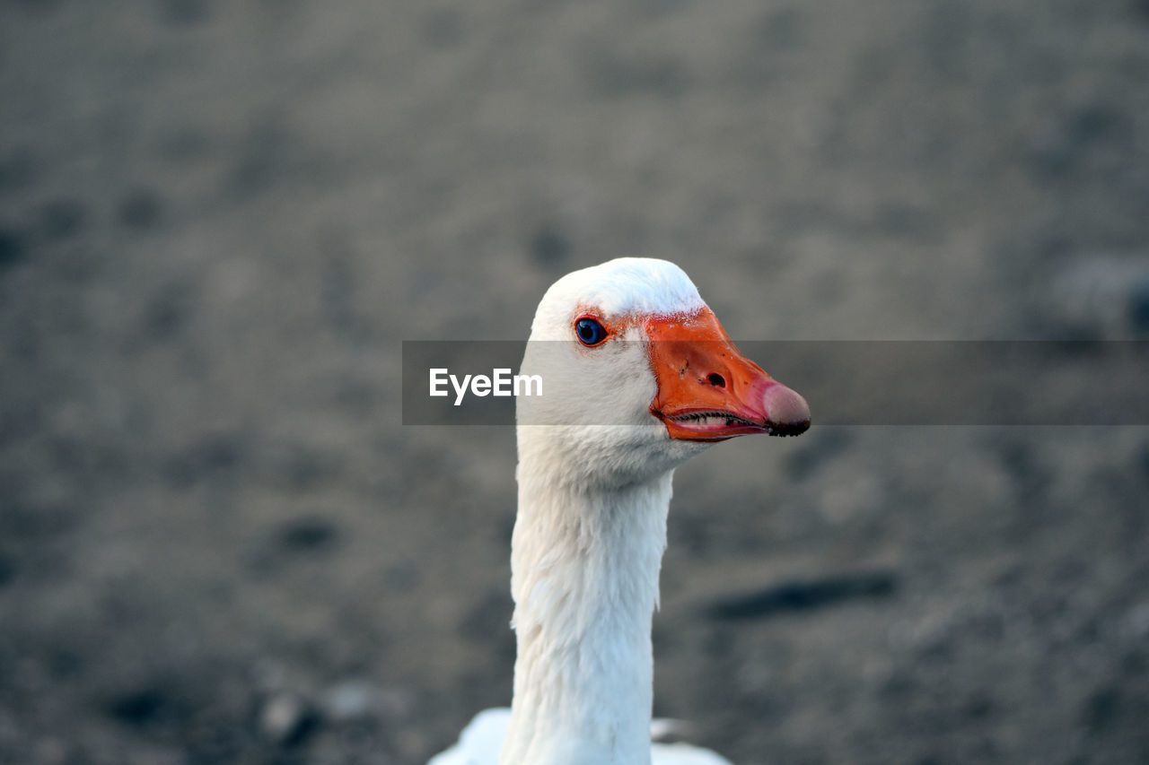 CLOSE-UP OF A DUCK
