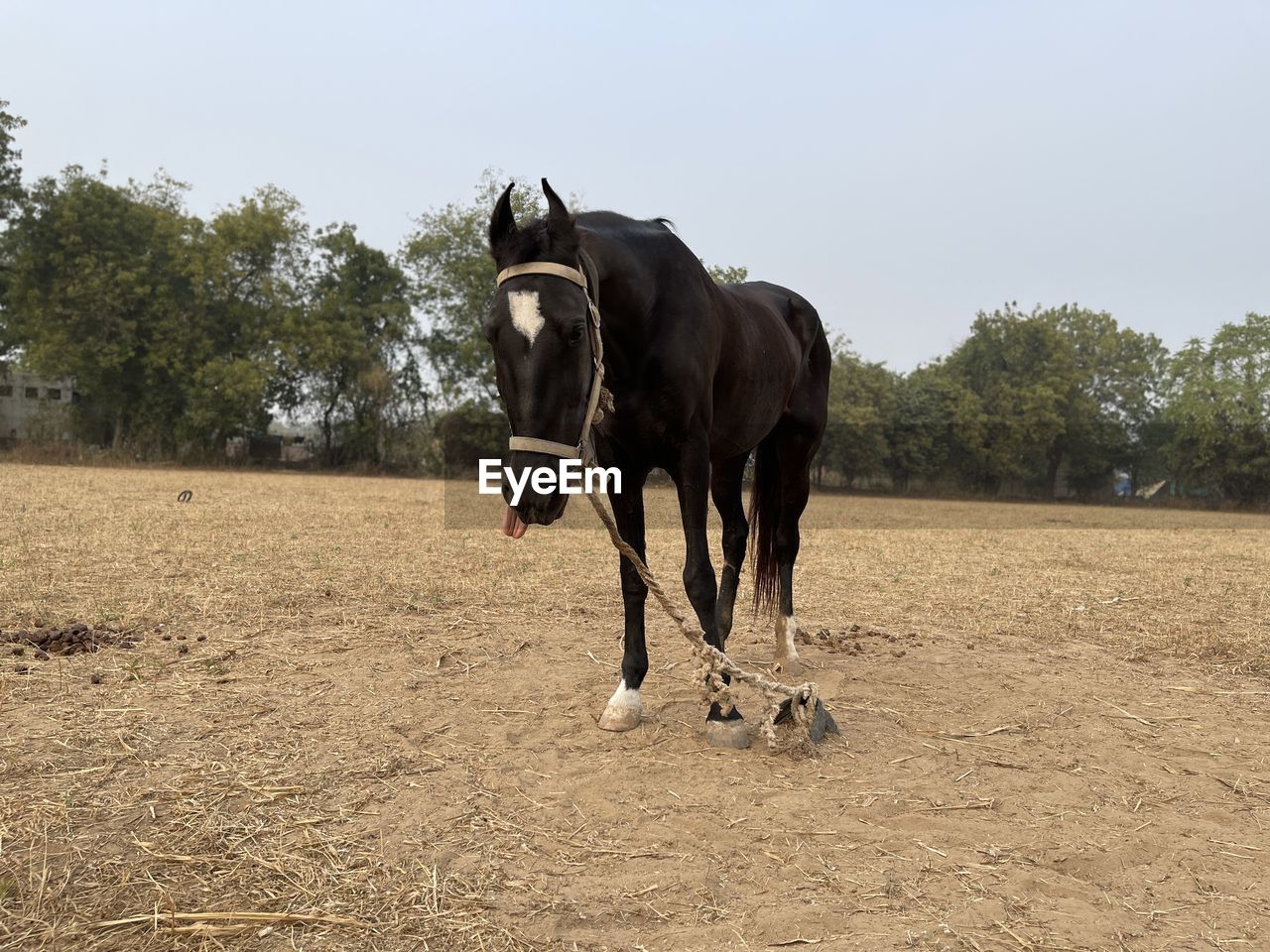 HORSE STANDING ON FIELD