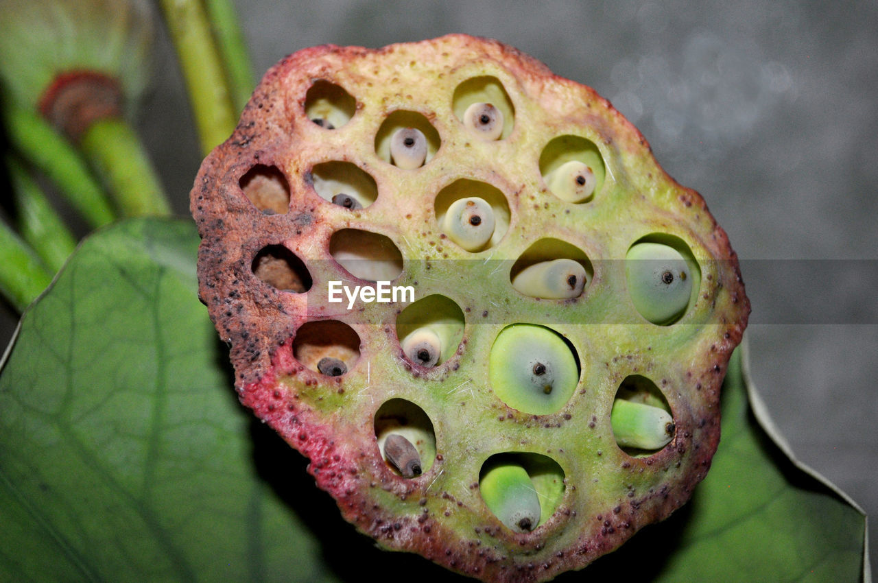 CLOSE-UP OF HOLE ON PLANT