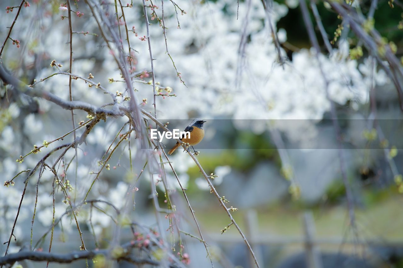 BIRD PERCHING ON A TREE