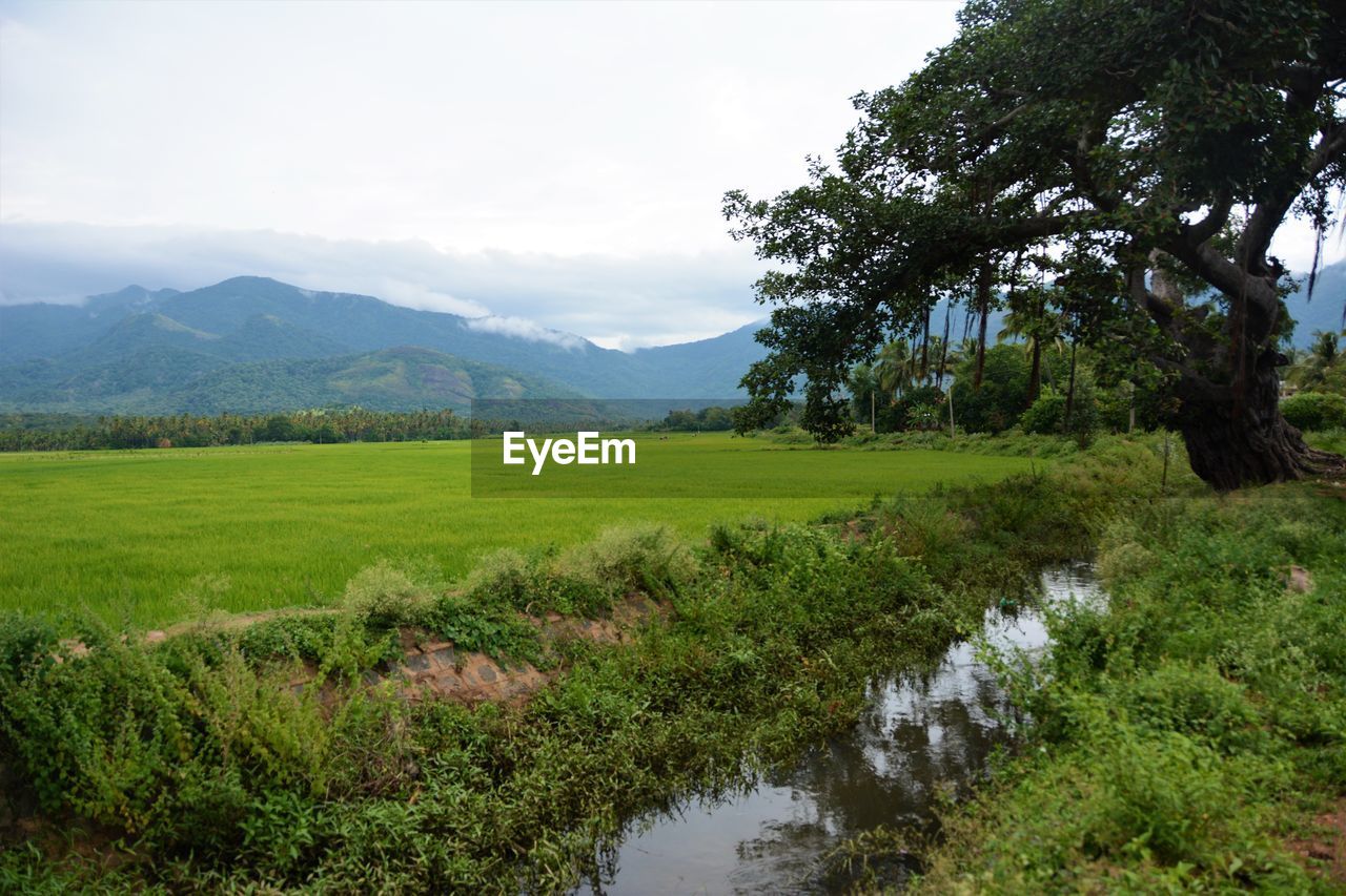 Scenic view of farm against sky