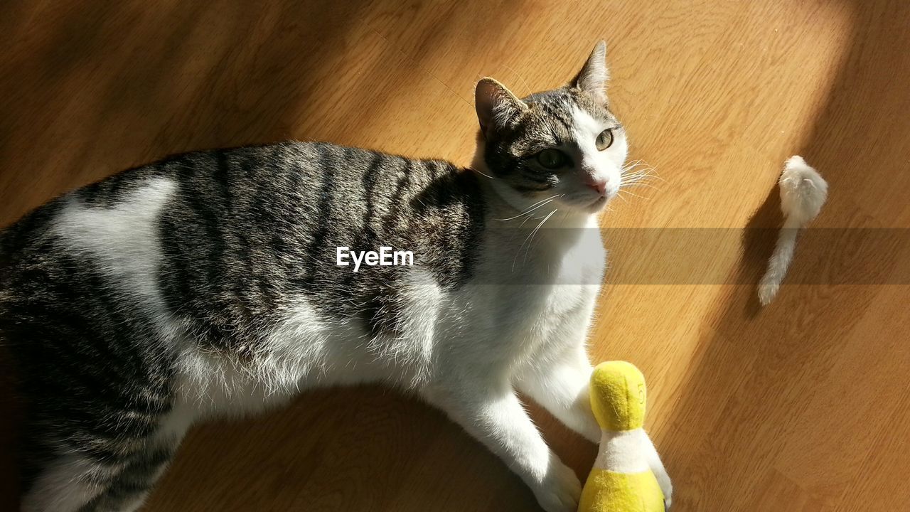 High angle view of cat resting on hardwood floor