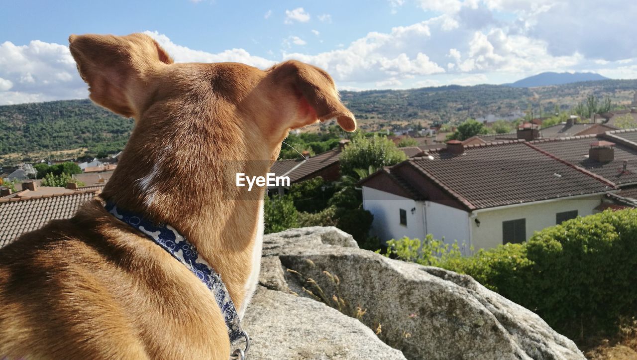 CLOSE-UP OF DOG ON ROOF AGAINST MOUNTAINS