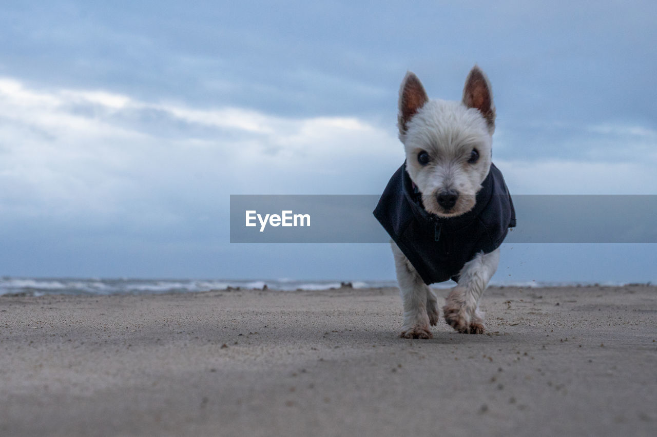 Portrait of a dog on beach