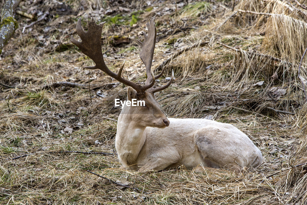 animal themes, animal, animal wildlife, mammal, one animal, wildlife, plant, nature, relaxation, land, no people, deer, field, day, grass, tree, antler, resting, domestic animals, outdoors, herbivorous, horned, lying down