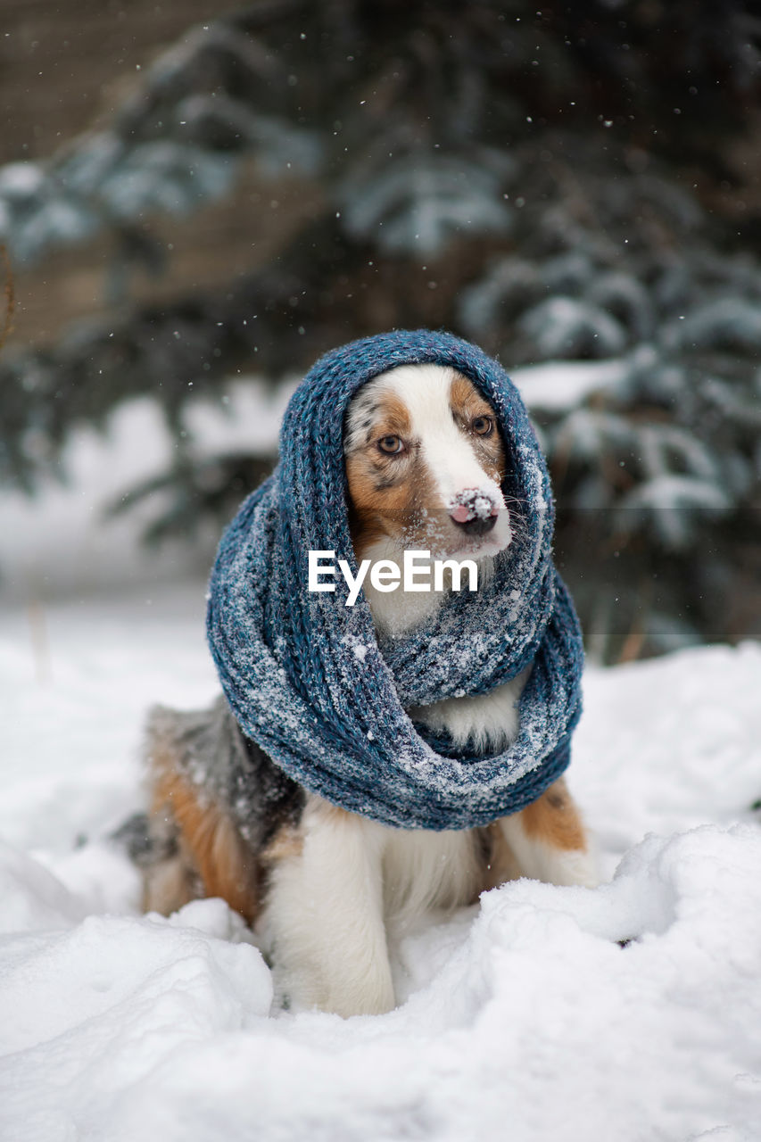 Australian shepherd. hipster dog. a chilly puppy in a knitted hat. warm winter clothes for pets