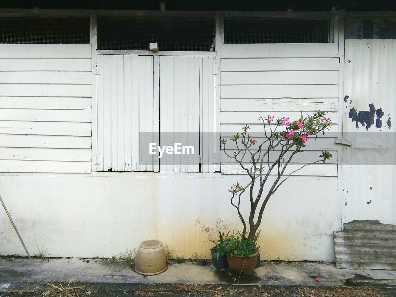 Potted plant against white shed