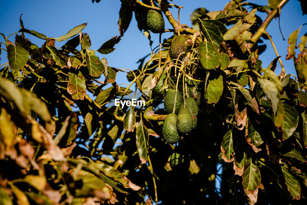 CLOSE-UP OF FRUIT GROWING ON TREE