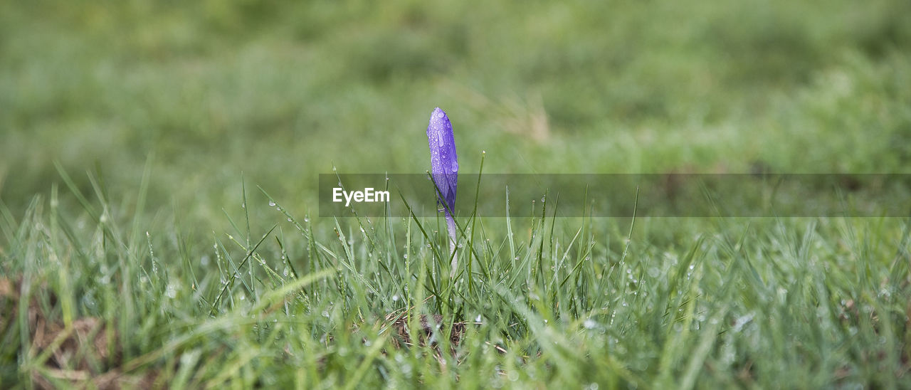 plant, growth, beauty in nature, flower, grass, flowering plant, nature, grassland, field, prairie, green, meadow, freshness, land, lawn, fragility, selective focus, no people, close-up, day, purple, outdoors, springtime, tranquility