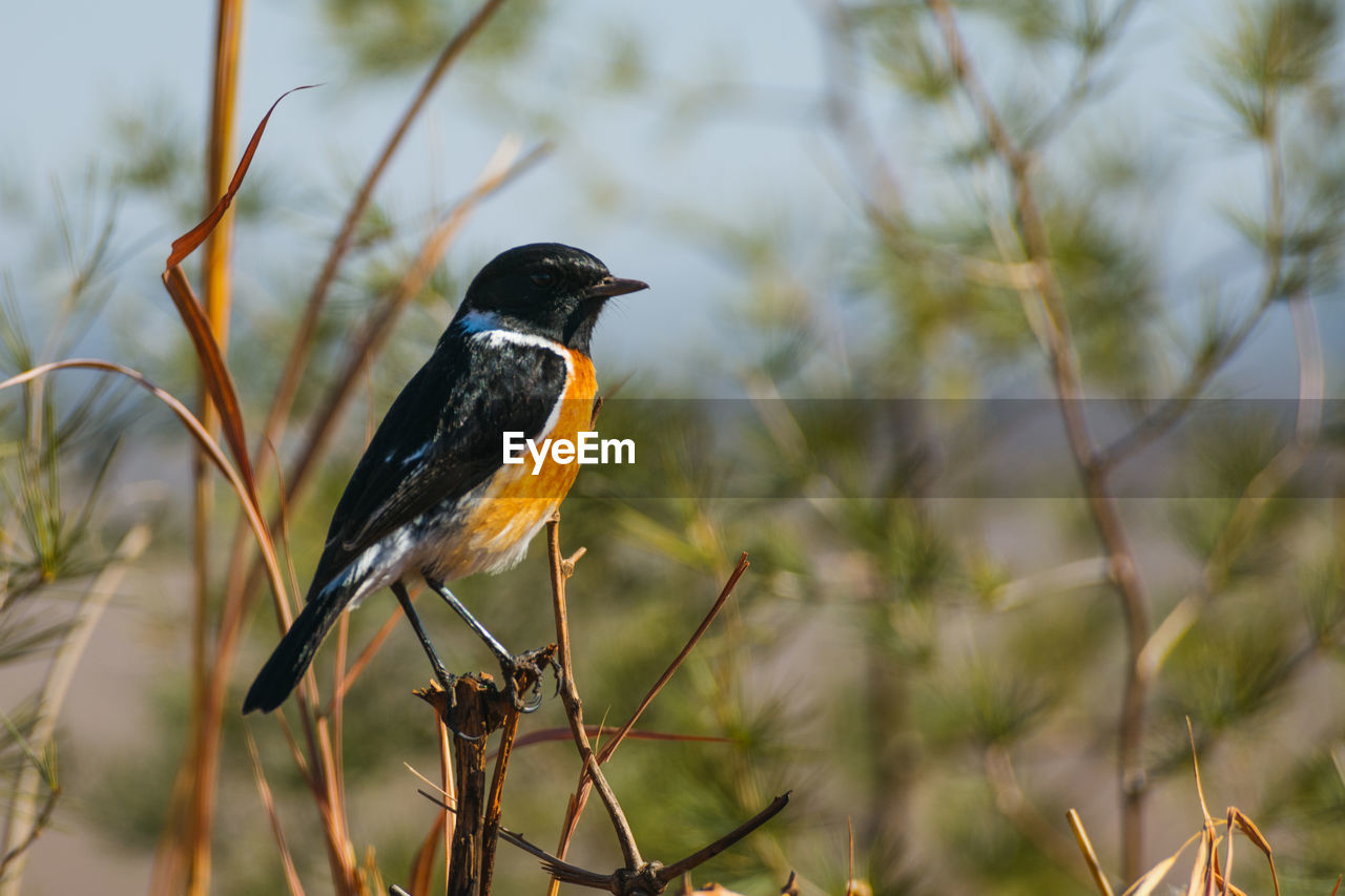 BIRD PERCHING ON A BRANCH