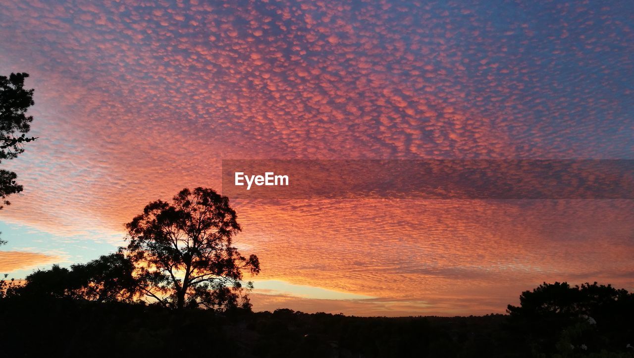 SILHOUETTE TREE AGAINST SKY AT SUNSET