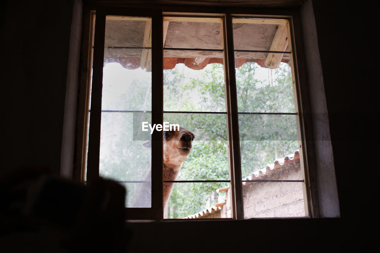 Llama looking through window at home