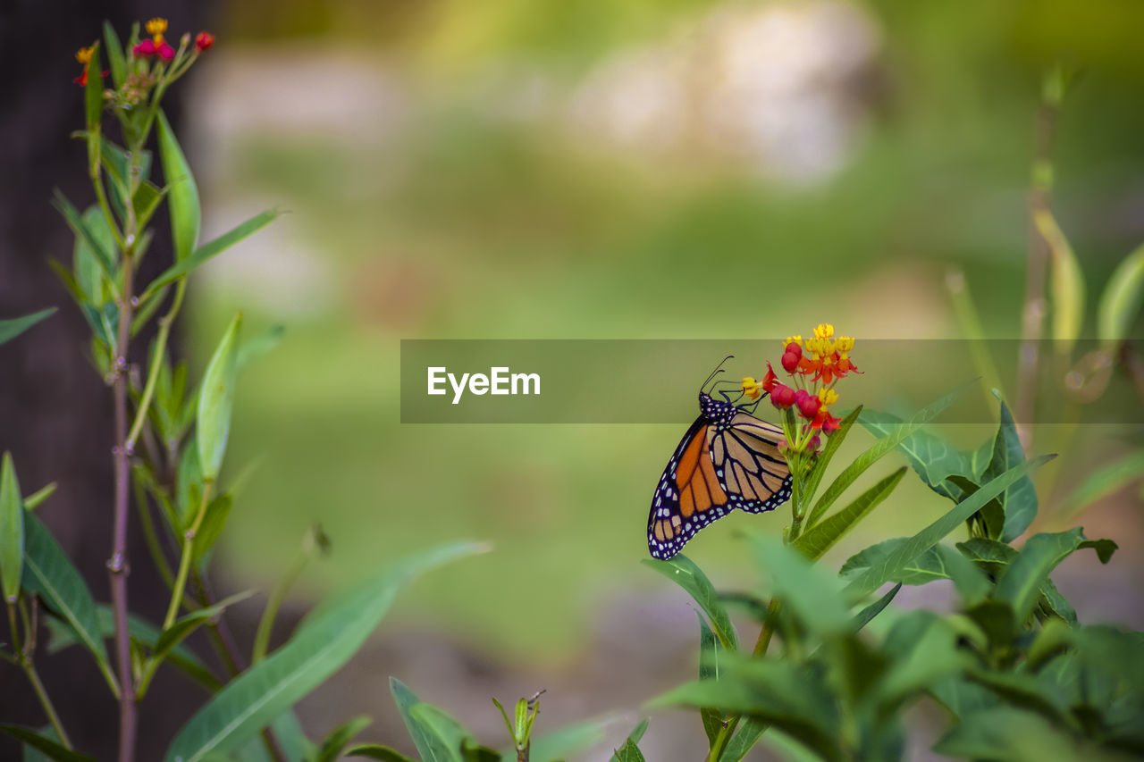 BUTTERFLY ON FLOWER