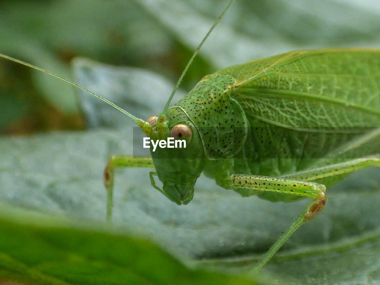 Close-up of grasshopper on leaf