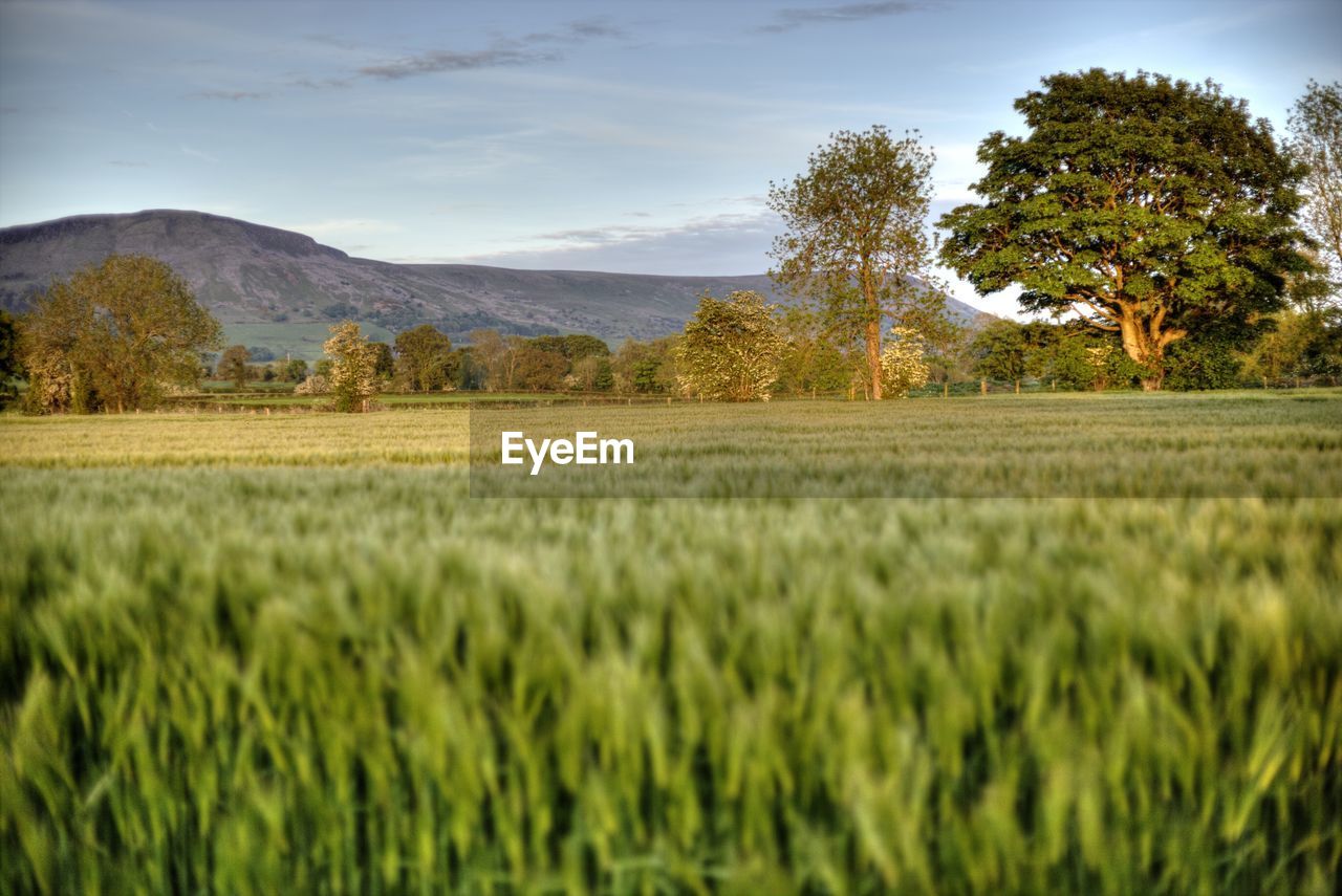 VIEW OF FIELD AGAINST SKY