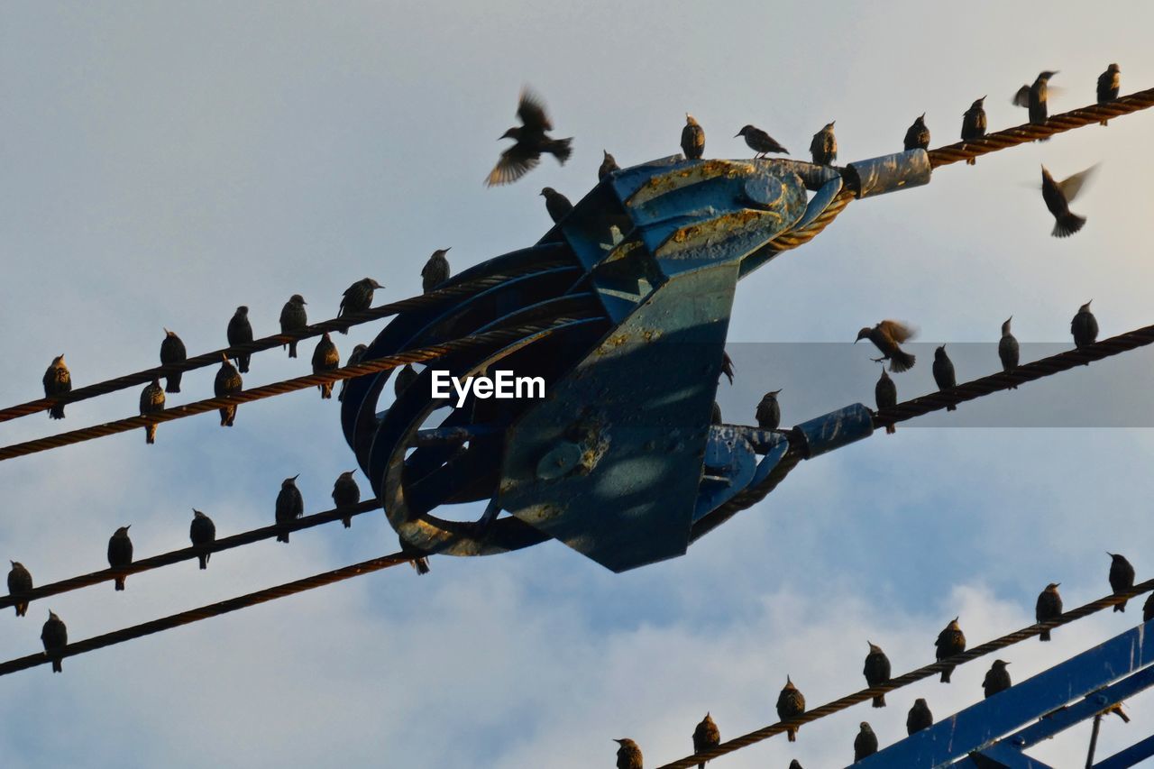 LOW ANGLE VIEW OF BIRDS PERCHING ON POWER LINES