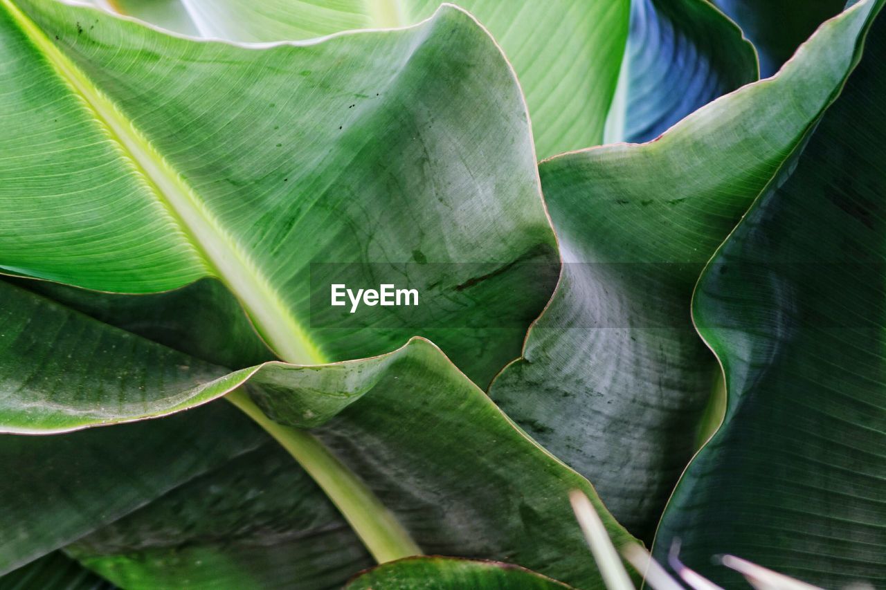 Full frame shot of green leaves