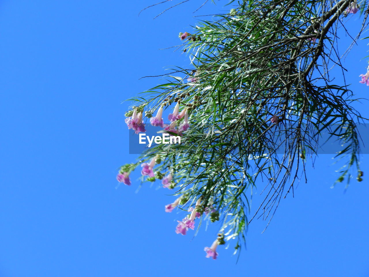 LOW ANGLE VIEW OF FLOWER TREE AGAINST CLEAR BLUE SKY