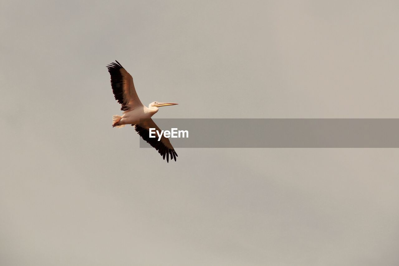 Low angle view of birds flying in sky