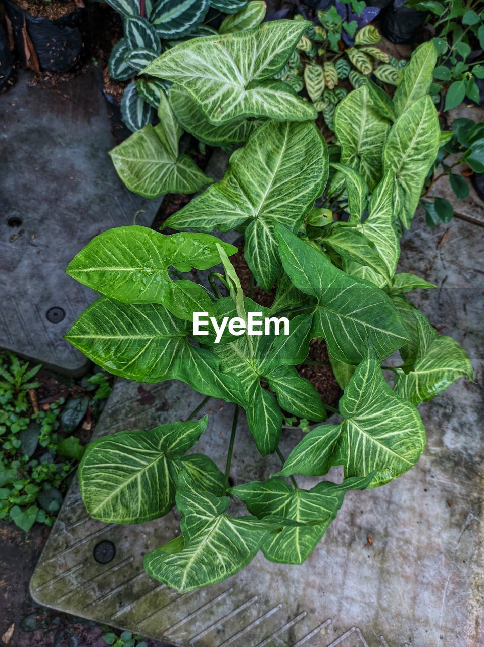 leaf, plant part, green, high angle view, plant, growth, nature, food and drink, food, no people, freshness, day, flower, garden, directly above, herb, outdoors, produce, healthy eating, beauty in nature, wellbeing