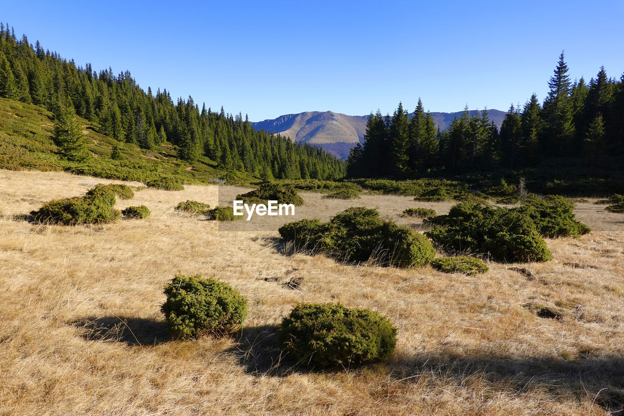 SCENIC VIEW OF LAND AGAINST CLEAR SKY