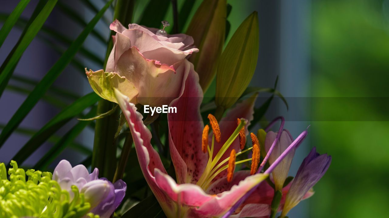 Close-up of pink flower