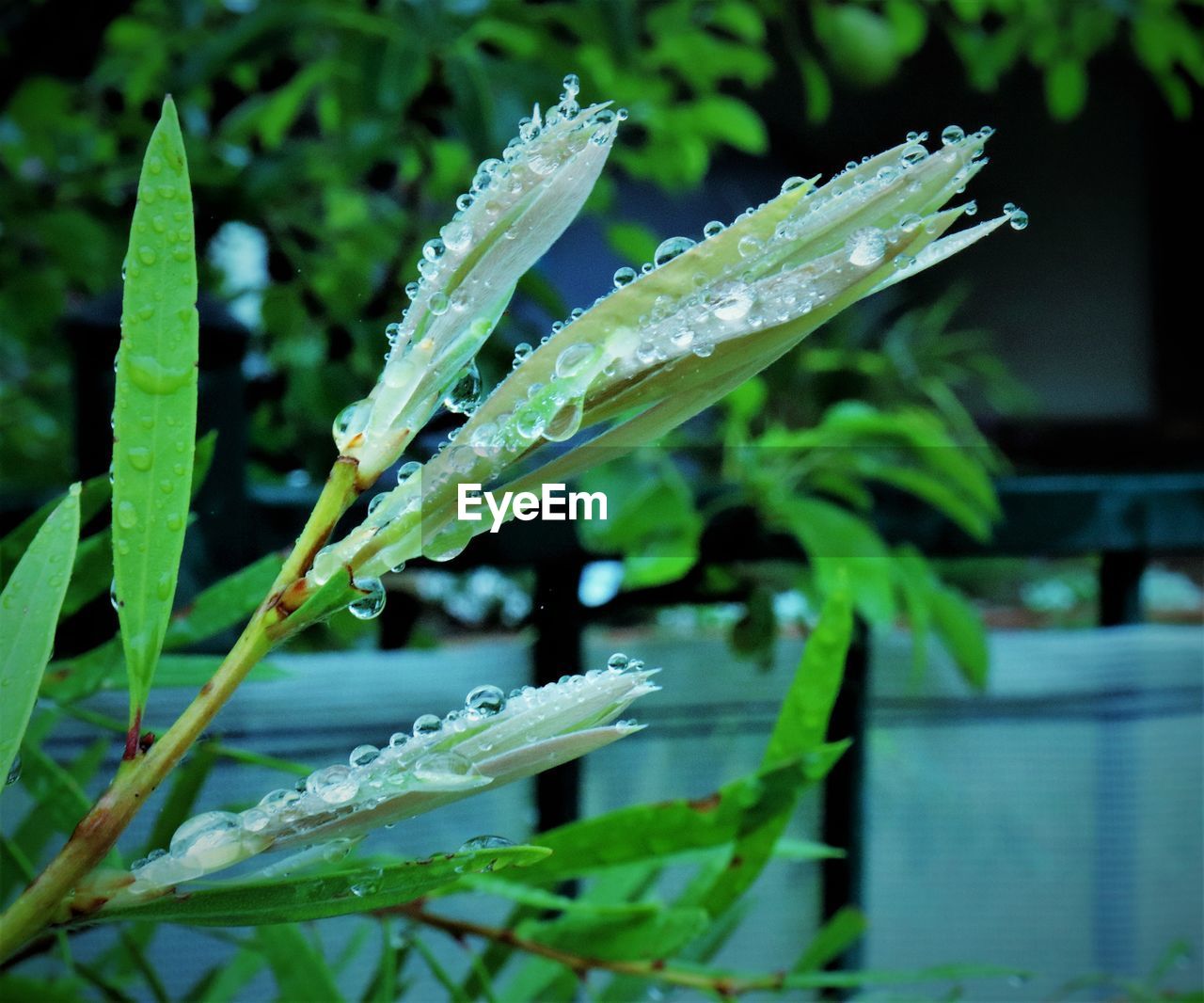 CLOSE-UP OF RAINDROPS ON PLANT