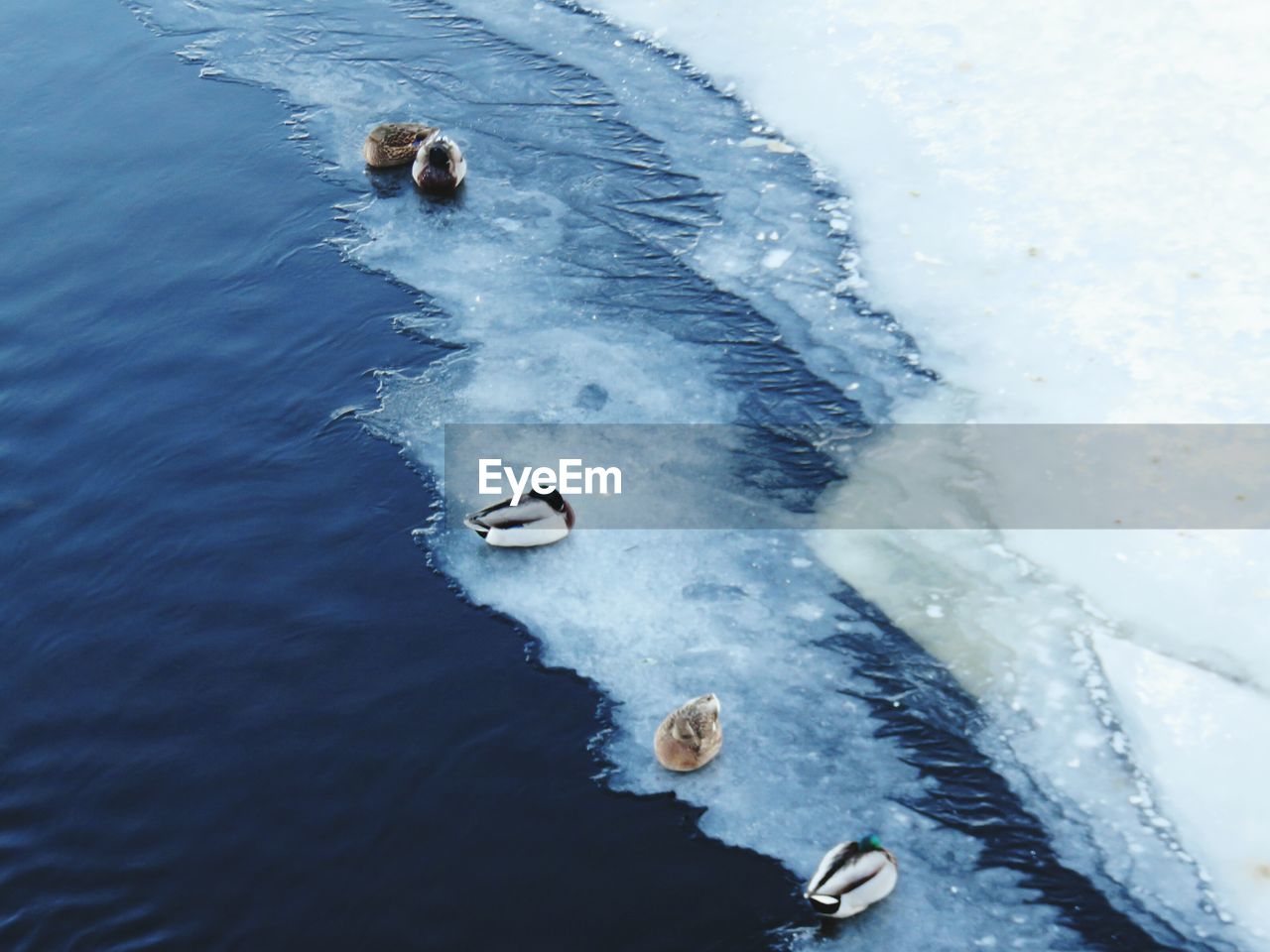 High angle view of mallard ducks relaxing on shore