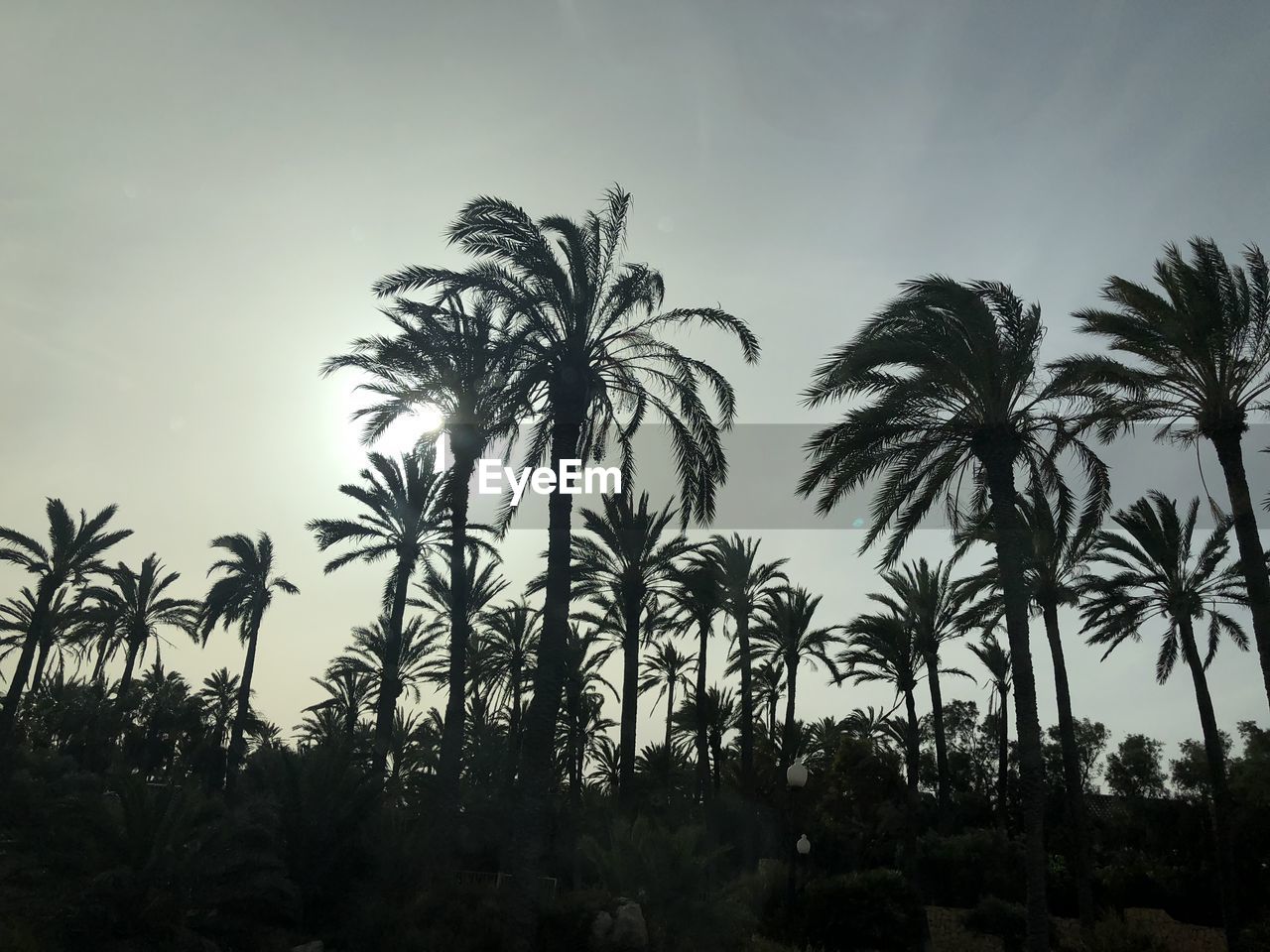 LOW ANGLE VIEW OF SILHOUETTE TREES AGAINST SKY