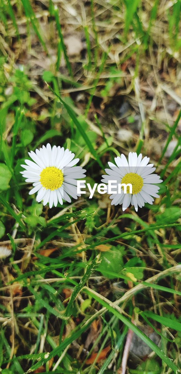 CLOSE-UP OF DAISY FLOWER ON FIELD