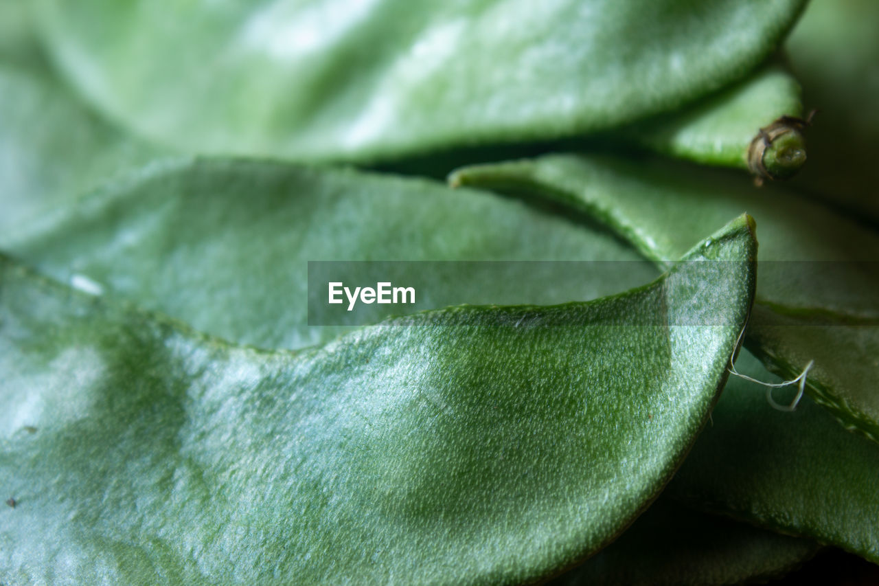 FULL FRAME SHOT OF GREEN LEAVES