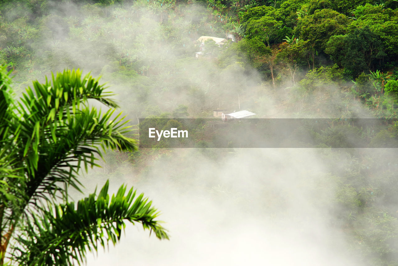 SCENIC VIEW OF PALM TREES