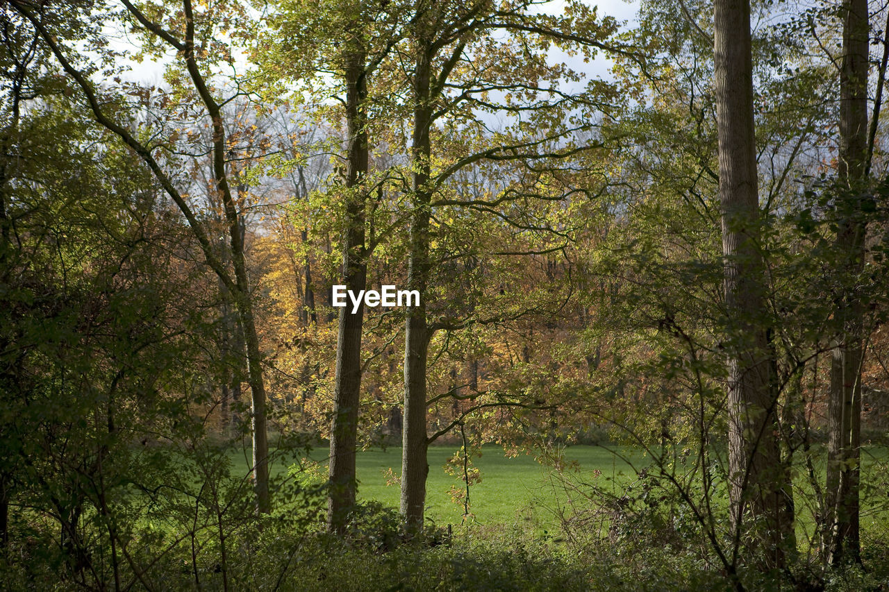 TREES ON FOREST