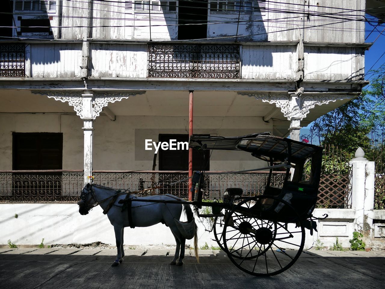 Horse cart on road by building