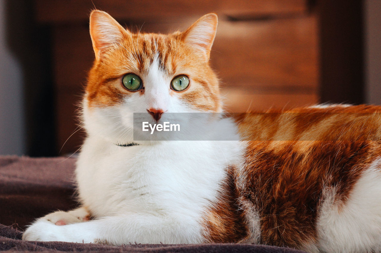 Close-up portrait of cat