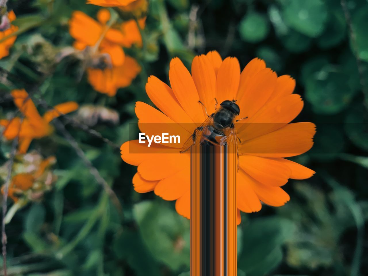 Close-up of insect on orange flower