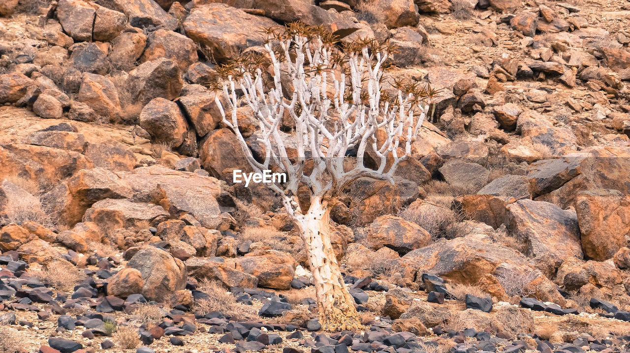 FULL FRAME SHOT OF ROCK FORMATION